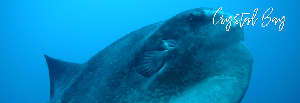 Nusa Penida