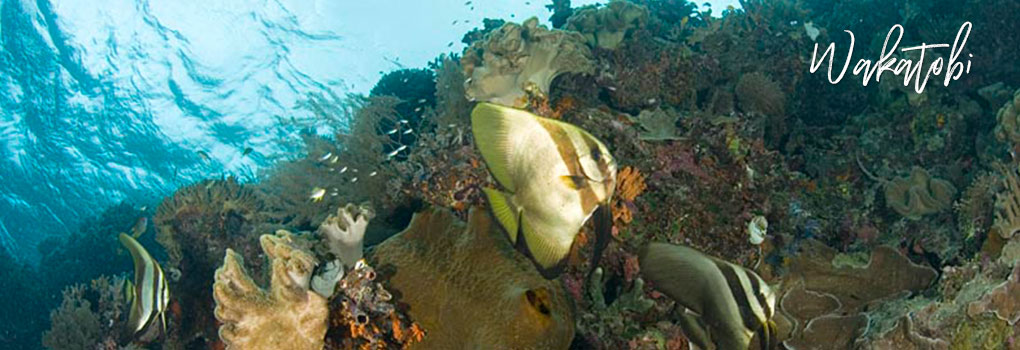 Lembeh