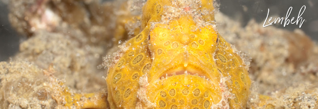 Lembeh Straits