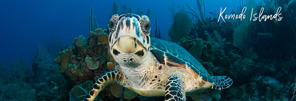 Komodo diving