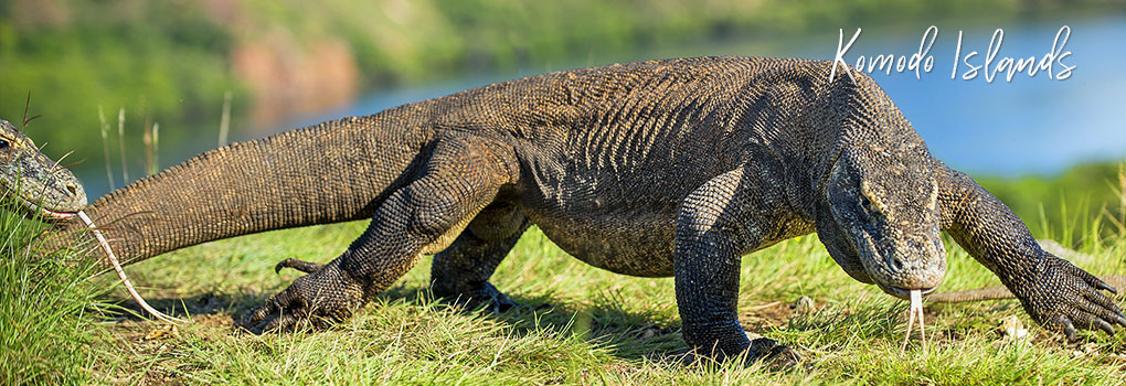 Komodo dragon